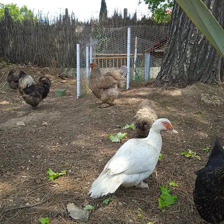 Les Figuiers Proche Puy Du Fou *