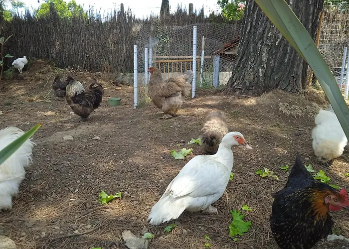 Les Figuiers Proche Puy Du Fou *